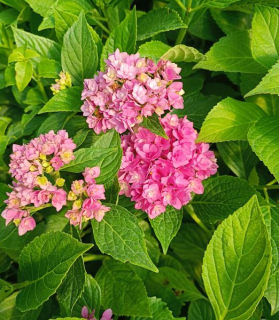 Hydrangea macrophylla 'You & Me Together'®